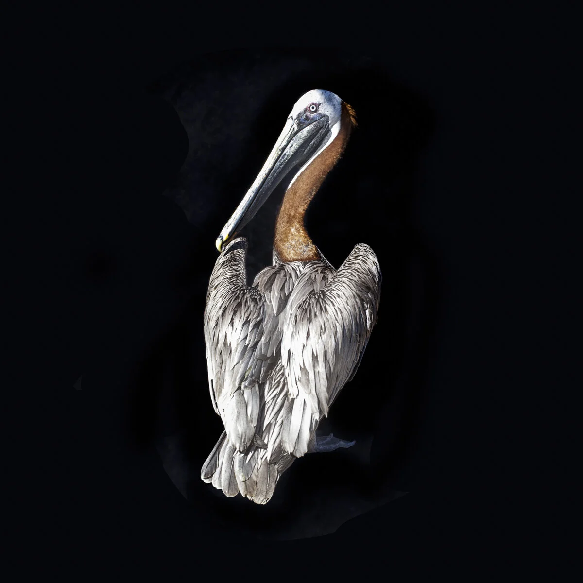 Pelican