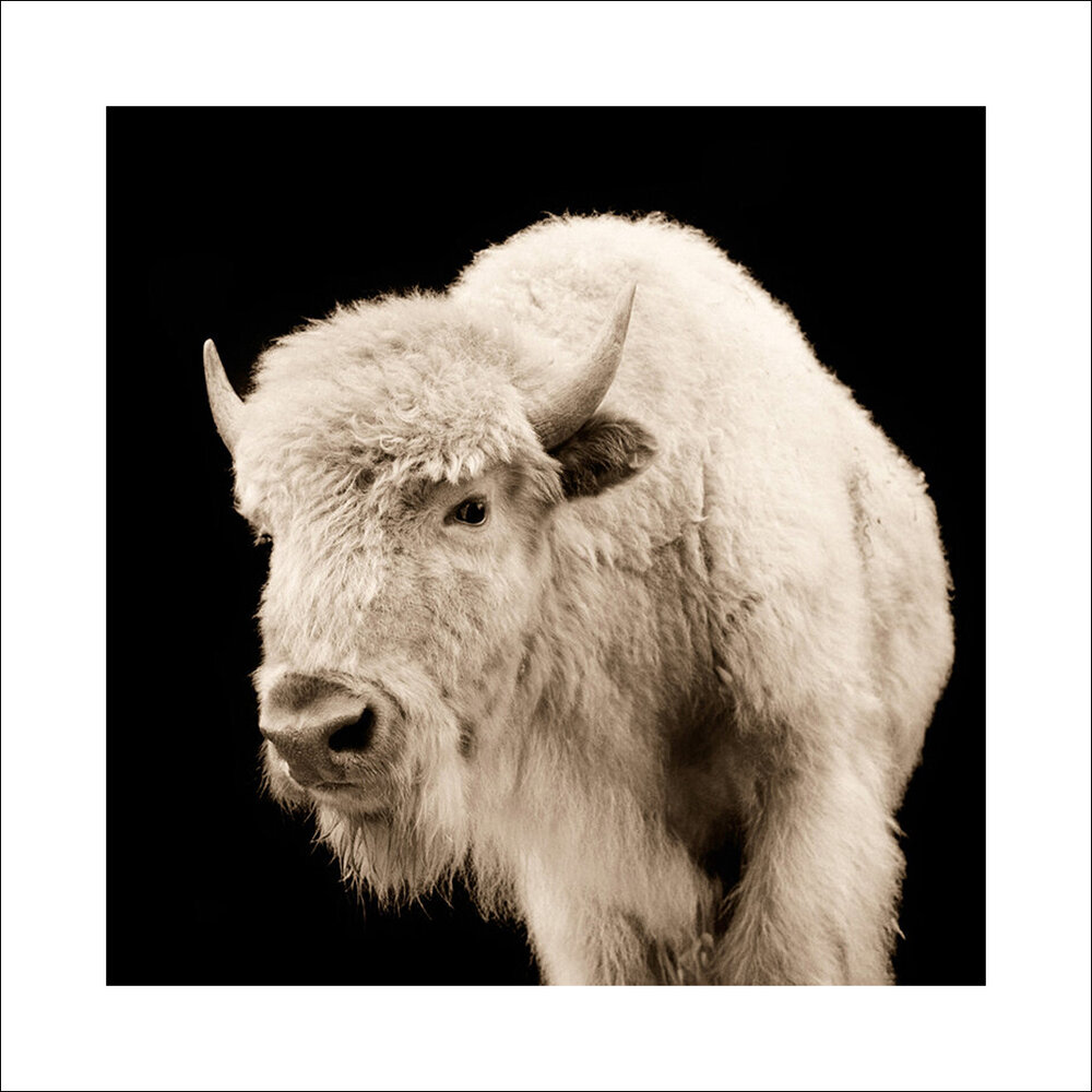 universitetsstuderende Barber perspektiv VAL SHAFF - White Buffalo Calf , Archival Pigment Print or Canvas Print