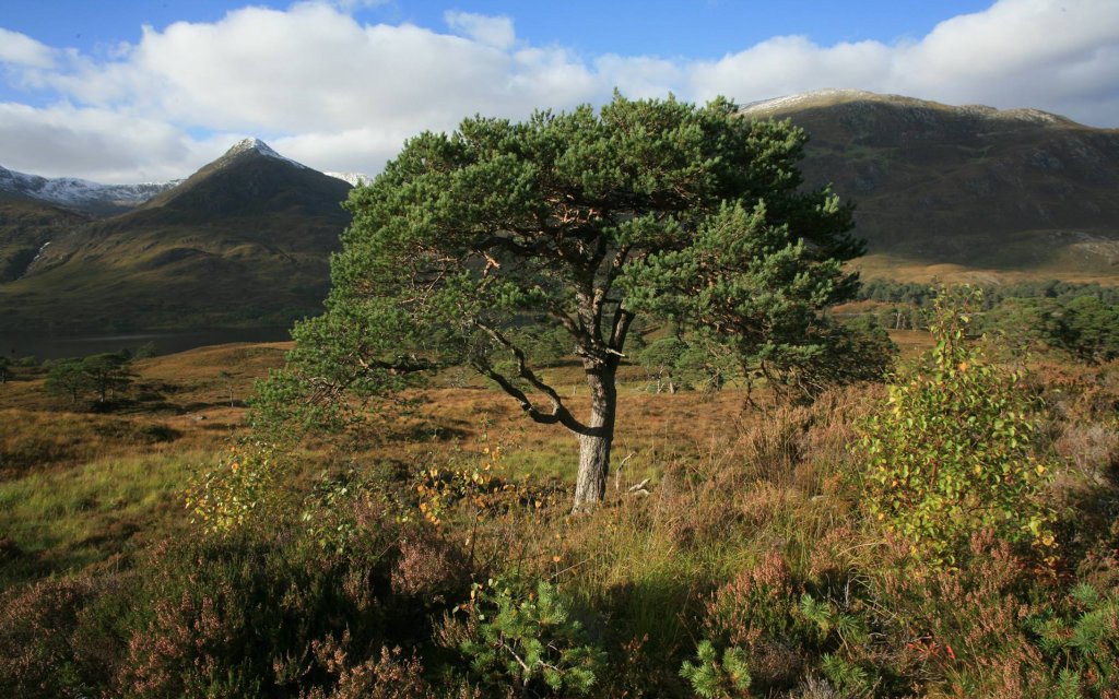Trees for Life