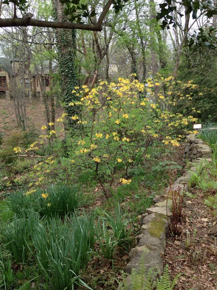 Ann's garden constantly changing