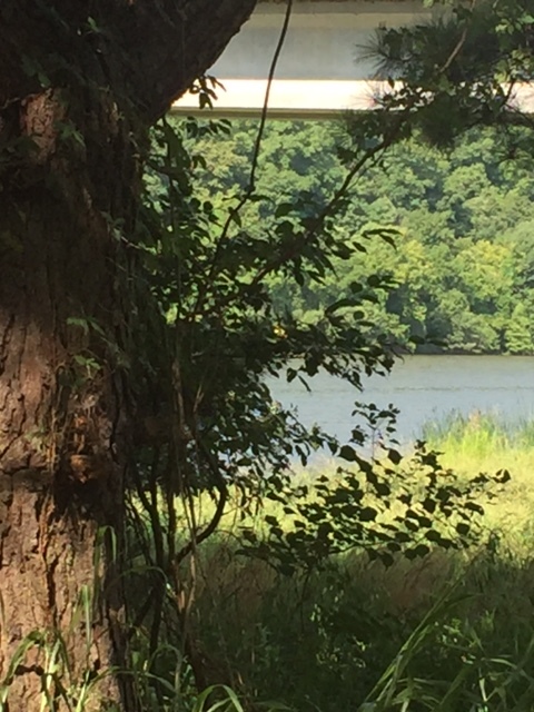 The Arkansas River where I take peace giving walks