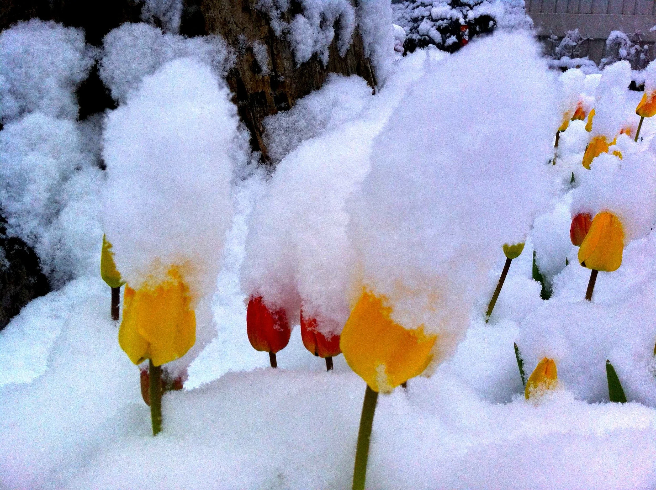 snow on tulips tahoe copy.jpeg