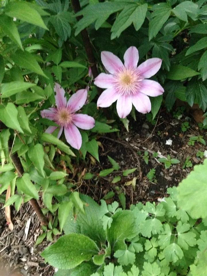 Ann’s garden
