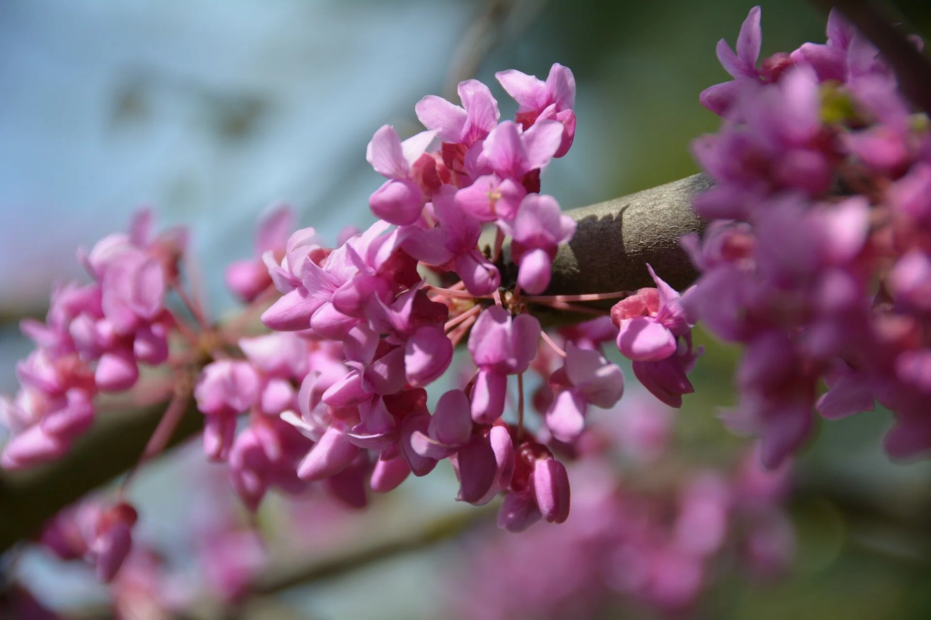 redbud-109487_1920.jpg