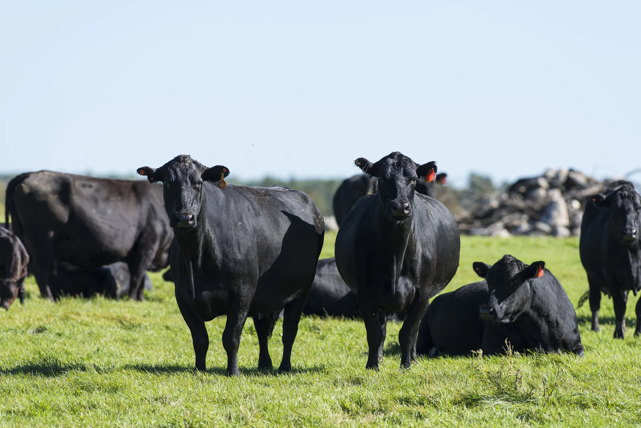Dove Creek Land Cattle Co Cattle