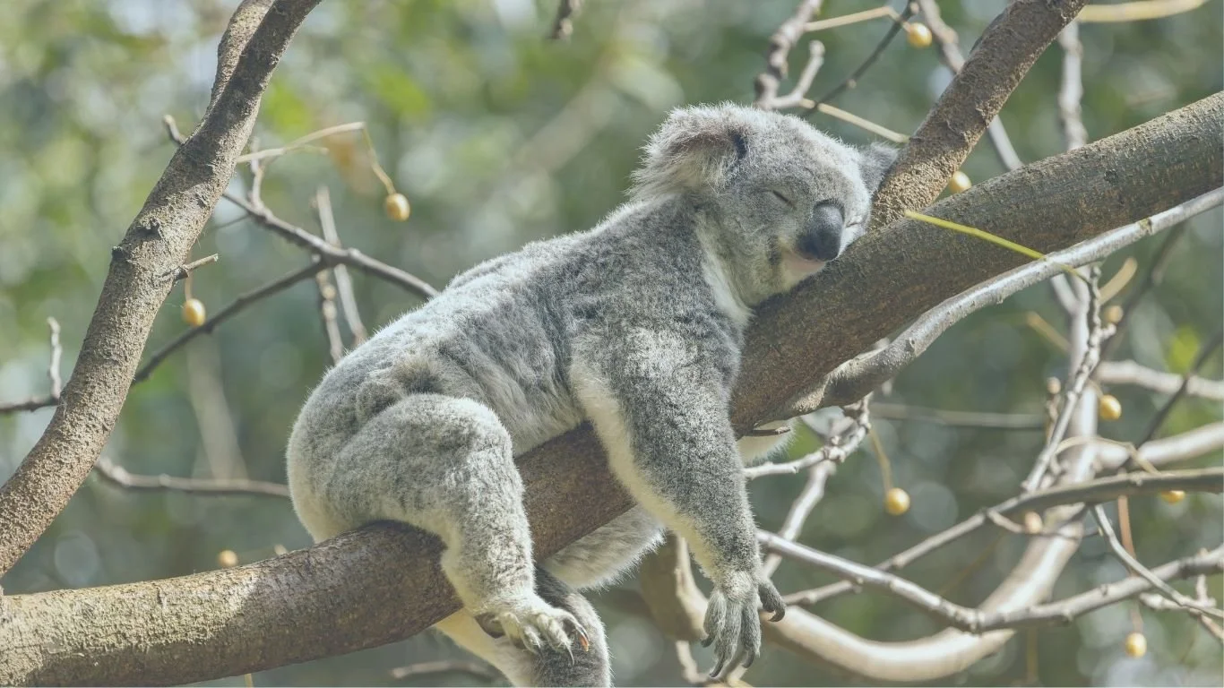 The Sleep Workshop - Sleep Reset Intensive with Hypnotherapy &amp; TRE 