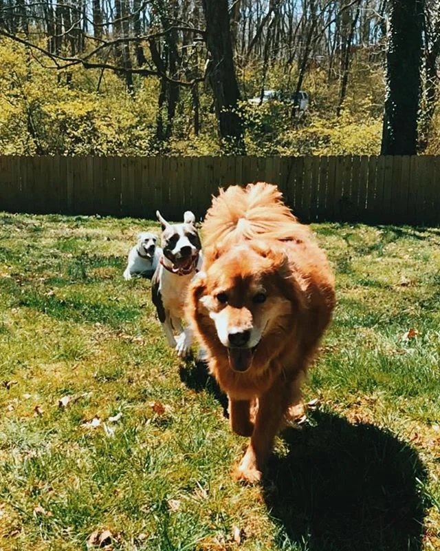 you really can&rsquo;t appreciate the level of difficultly of this photo unless you know these hooligans 📸🌤