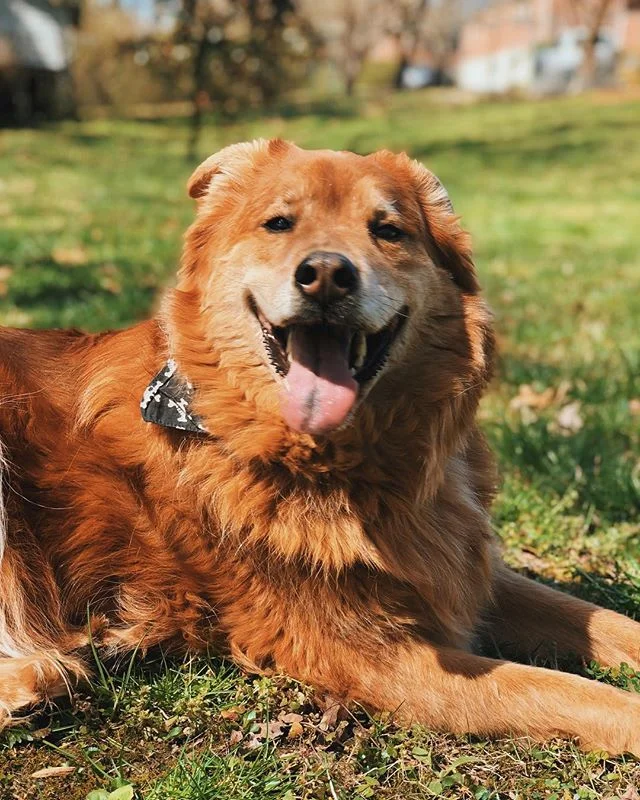 happy gotcha day big guy 🧡🎉