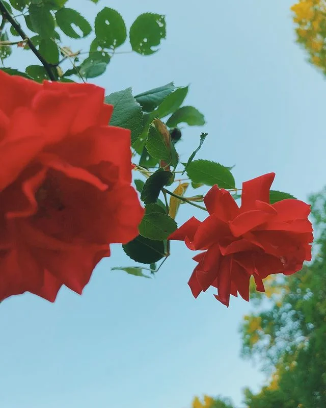 wake up and smell the roses 🌹