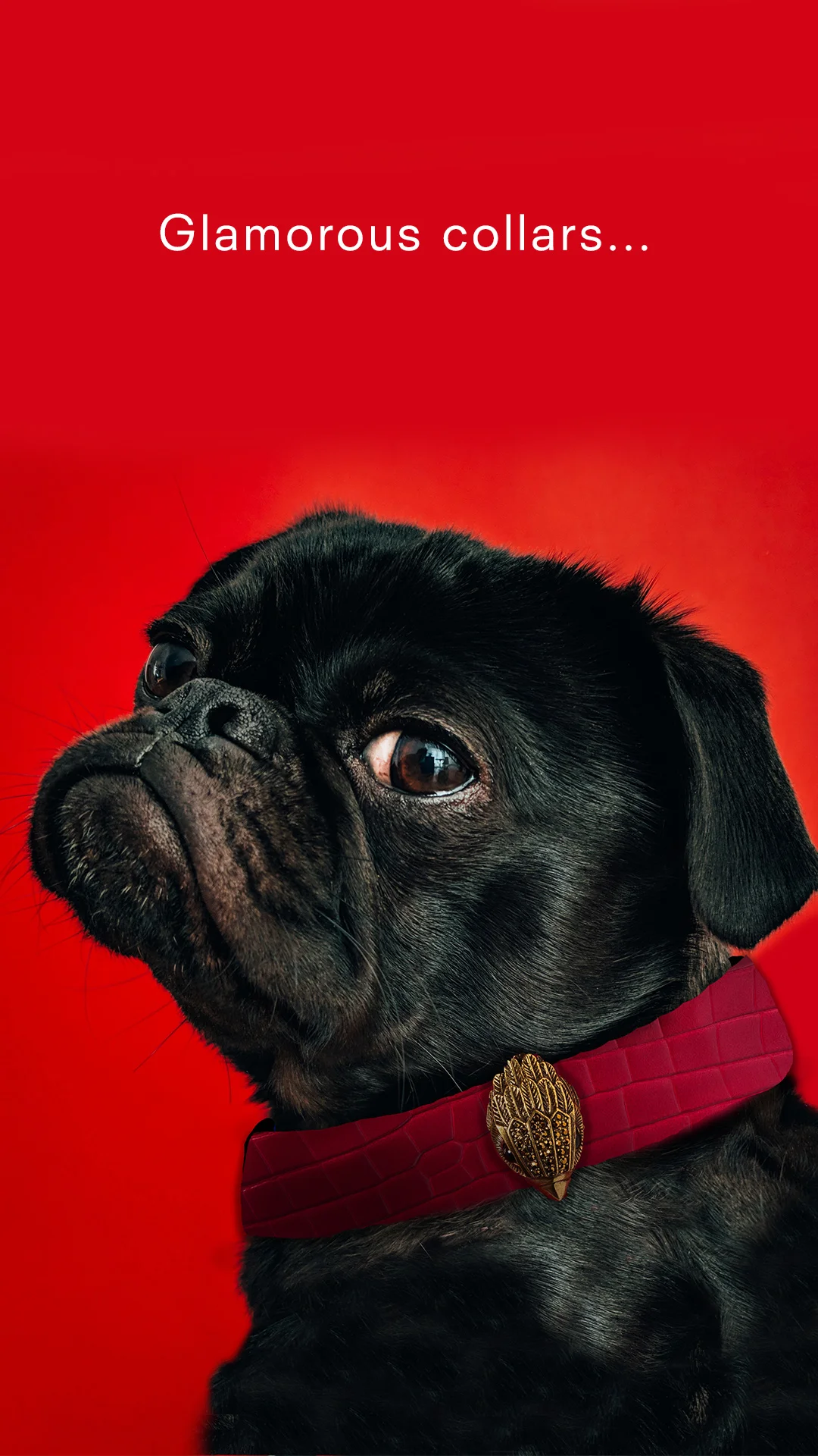 Collar-Dog.jpg