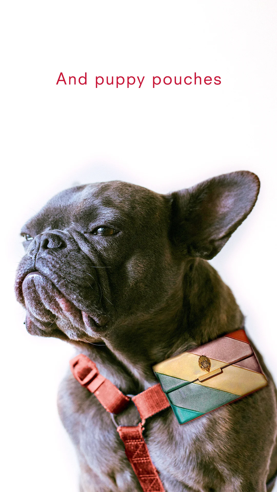 Pouches-Dog.jpg