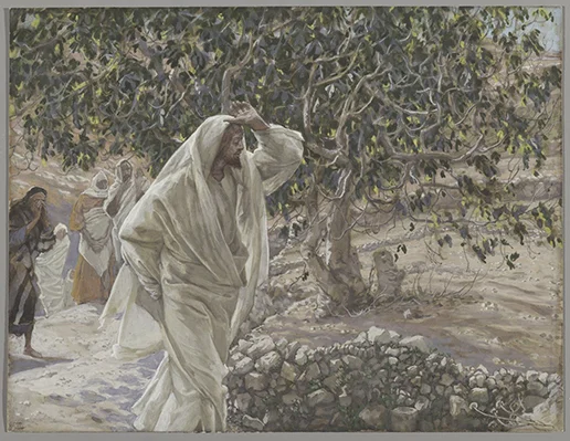 Fig-tree-All.jpg