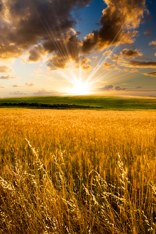 Harvest.jpg