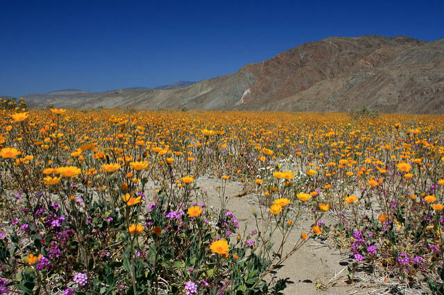 Wildflowers in Anza-Borrego Desert State Park, California
