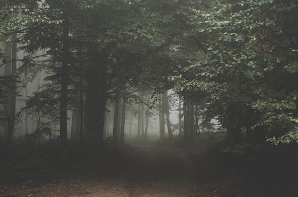 Pathway Woods Trail Dark Mist Forest Path