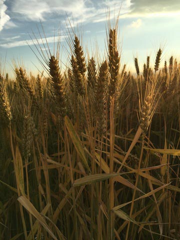 A Useful Crop
