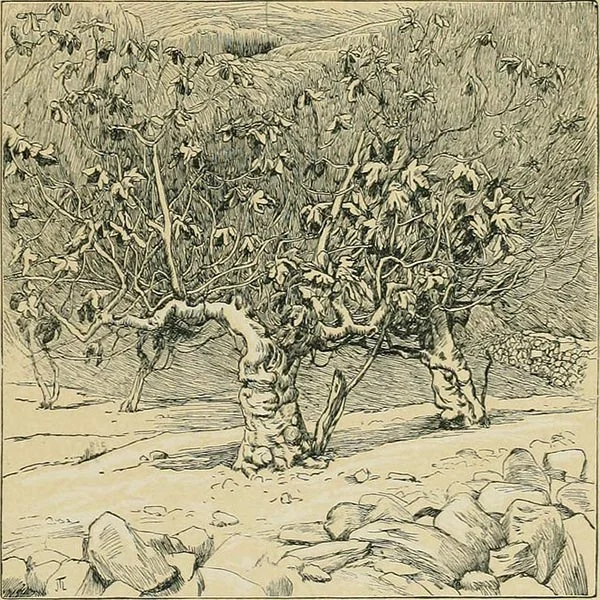 The Withered Fig Tree