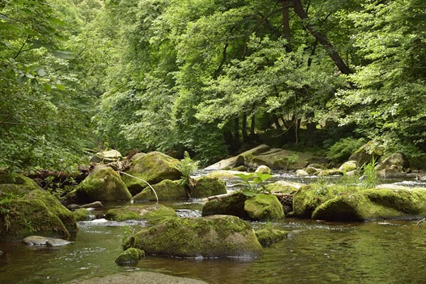 Like trees planted by streams of water