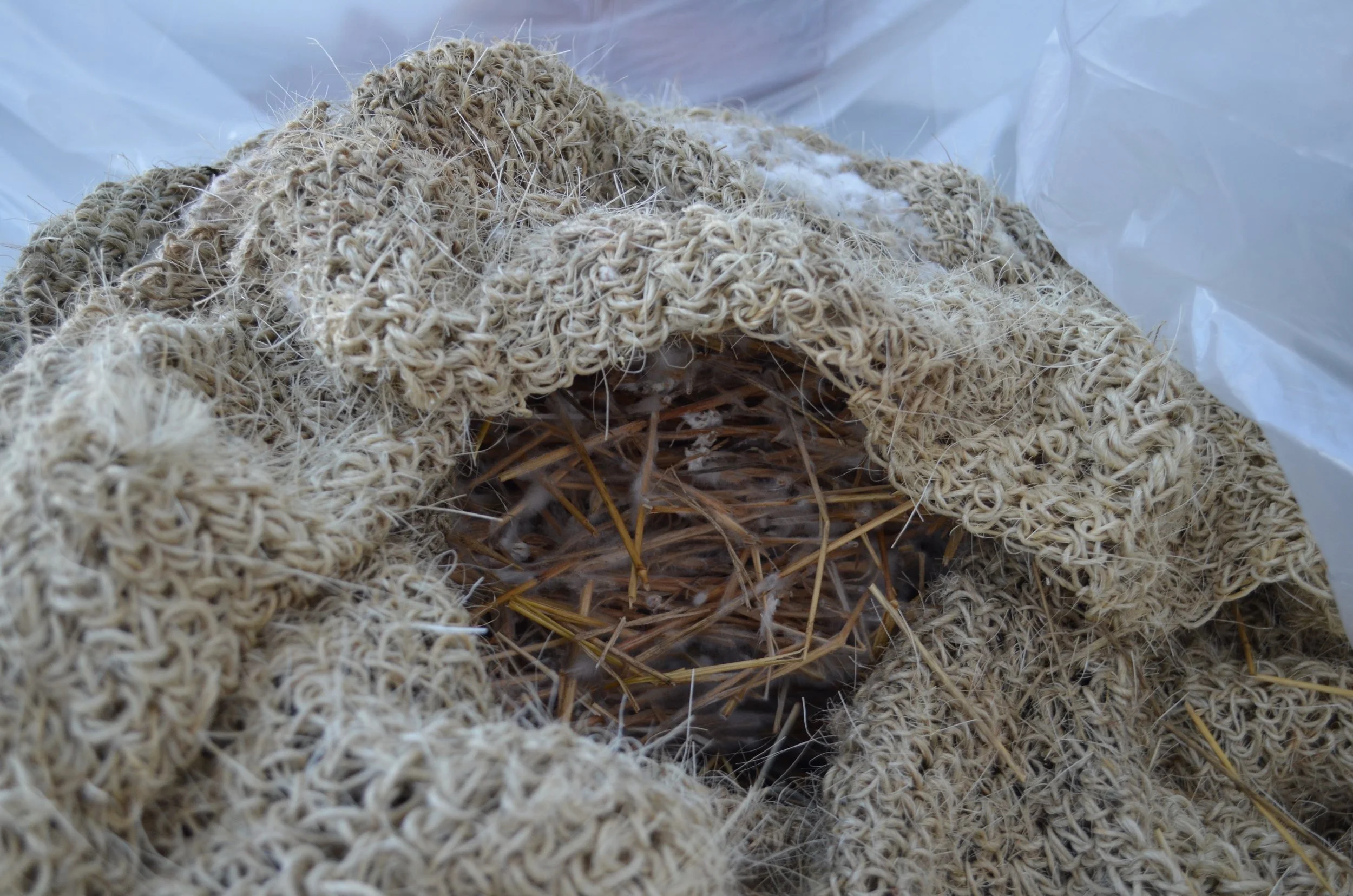 From Mushroom Tent , 2016
