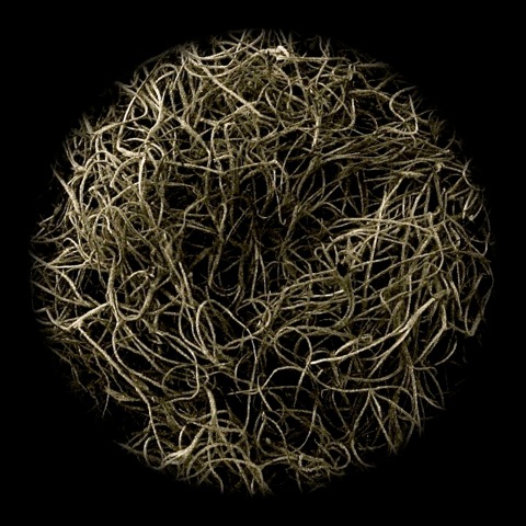 Elizabeth Shannon, Invisible Cities Moss (2017). Pigment print
