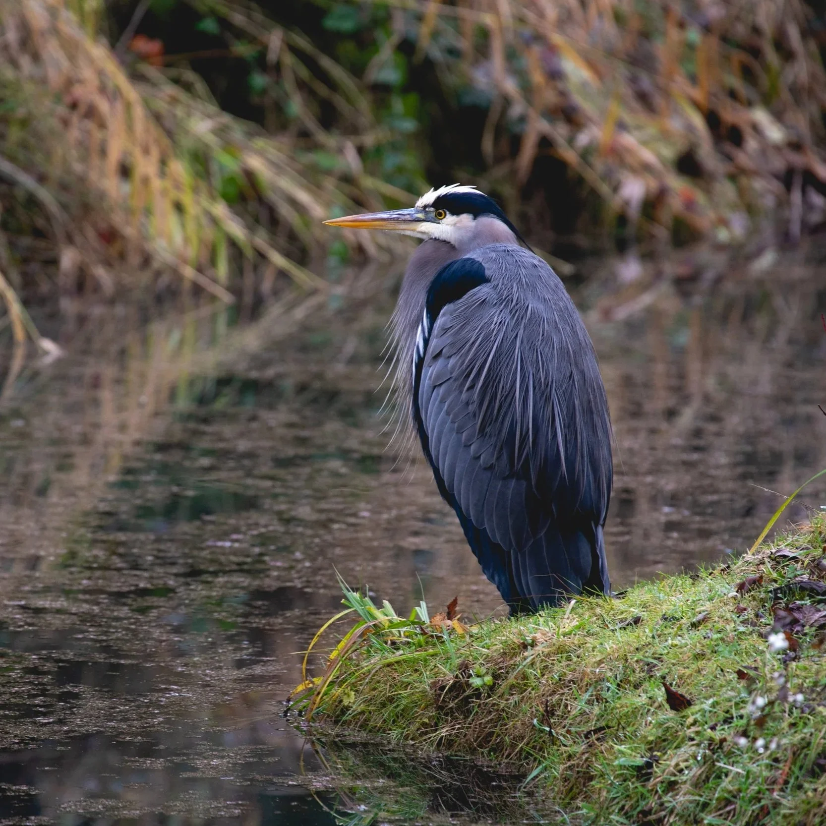Great Blue Heron photo for Oregon Metro