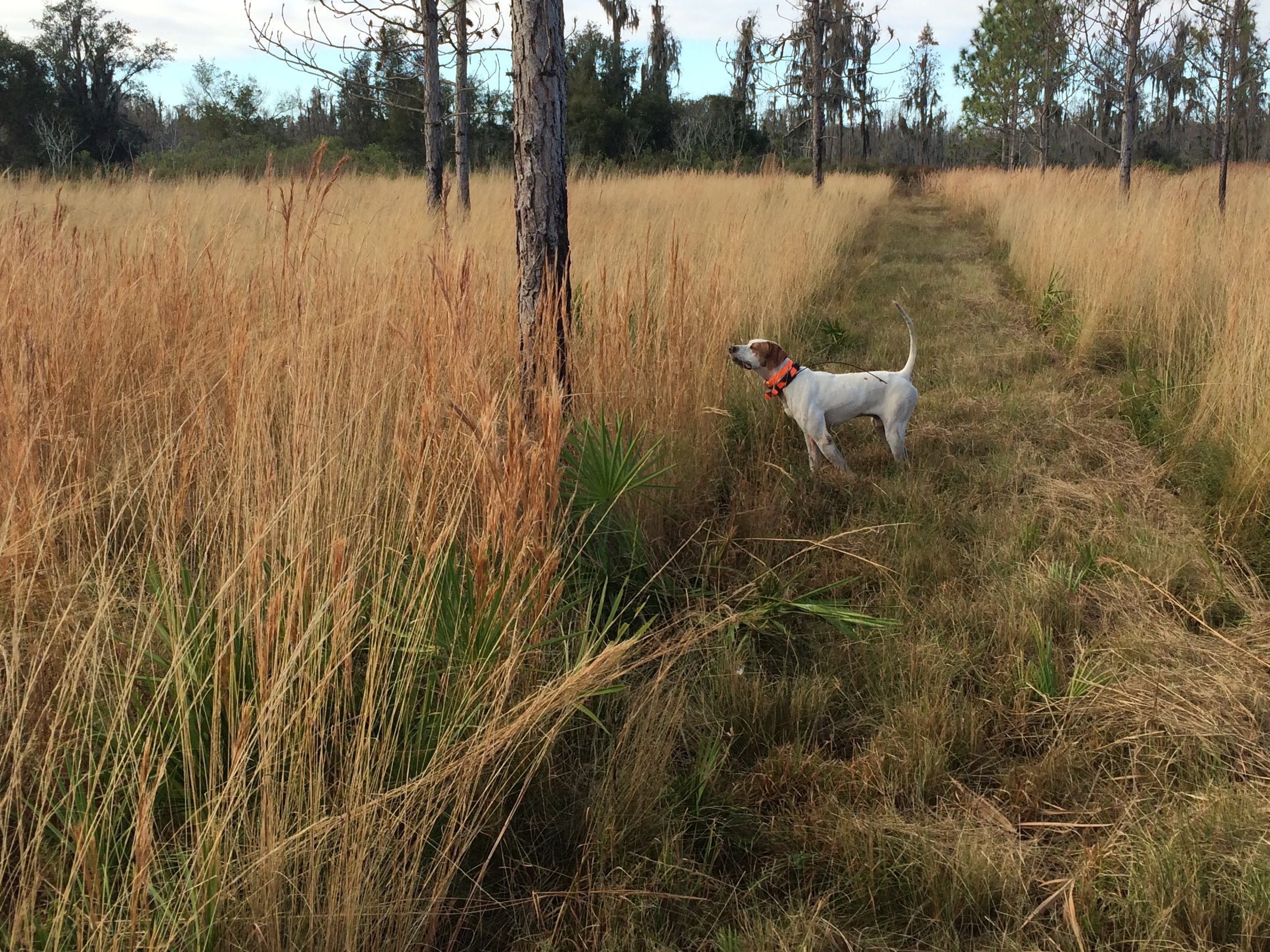 Florida Quail Hunting | Florida Pheasant Hunting | Three Pines Preserve