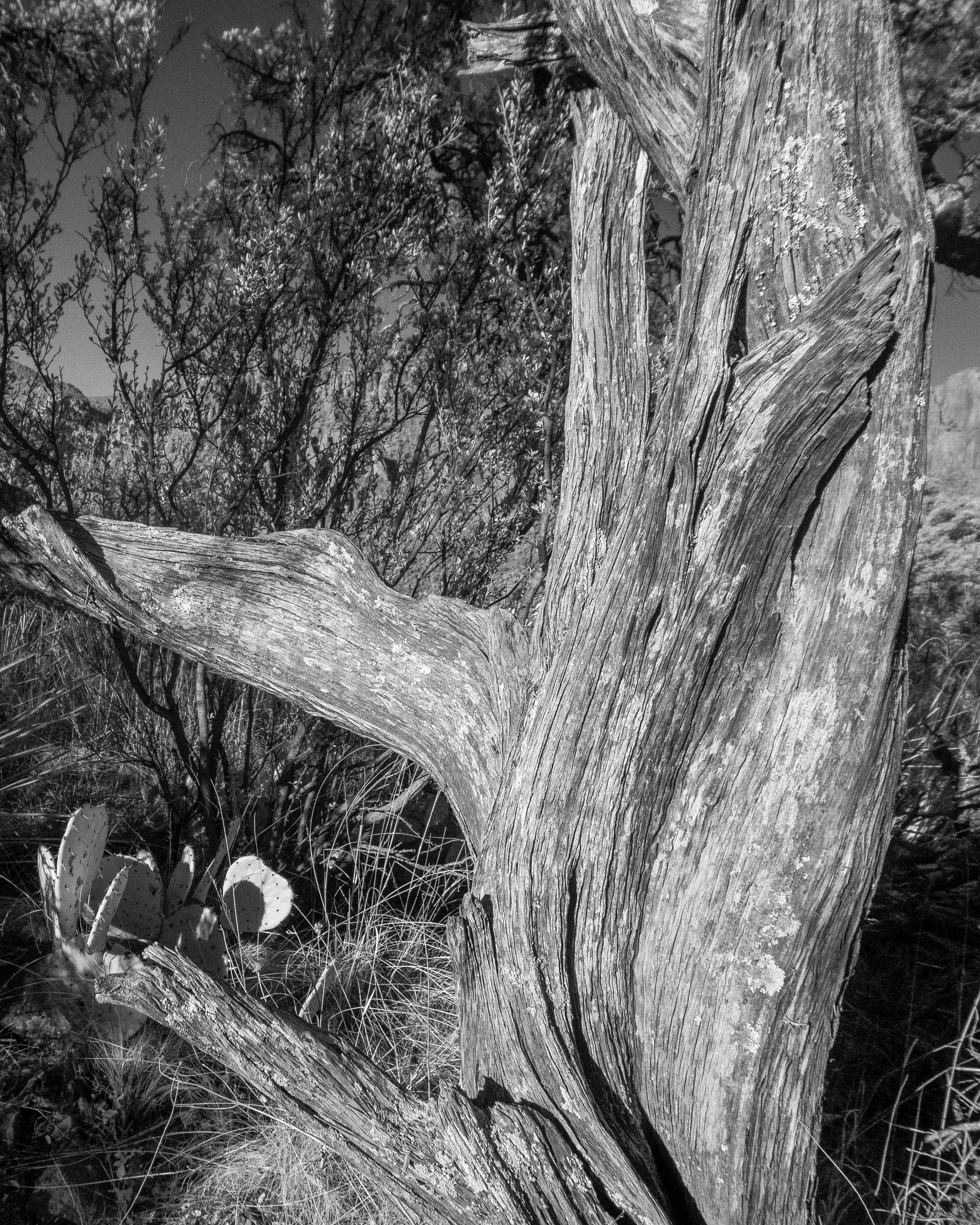 infra_red-8.jpg