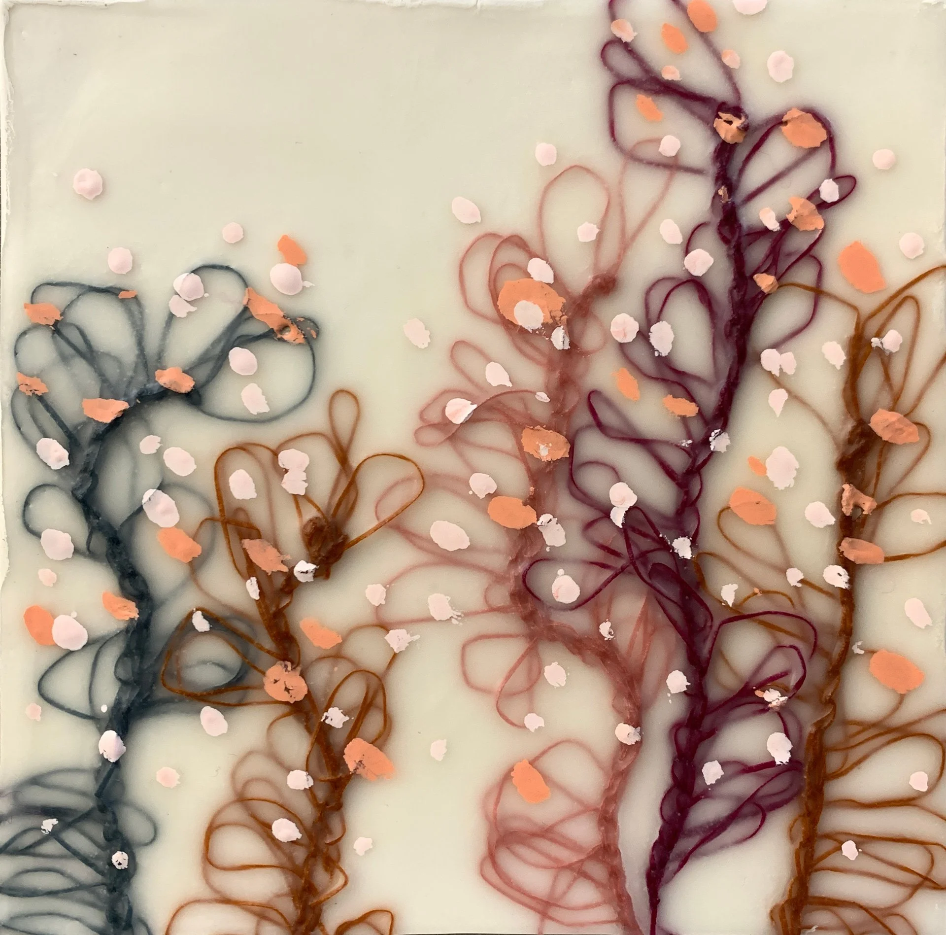 Rosy-Dew-7x7-2023.jpg