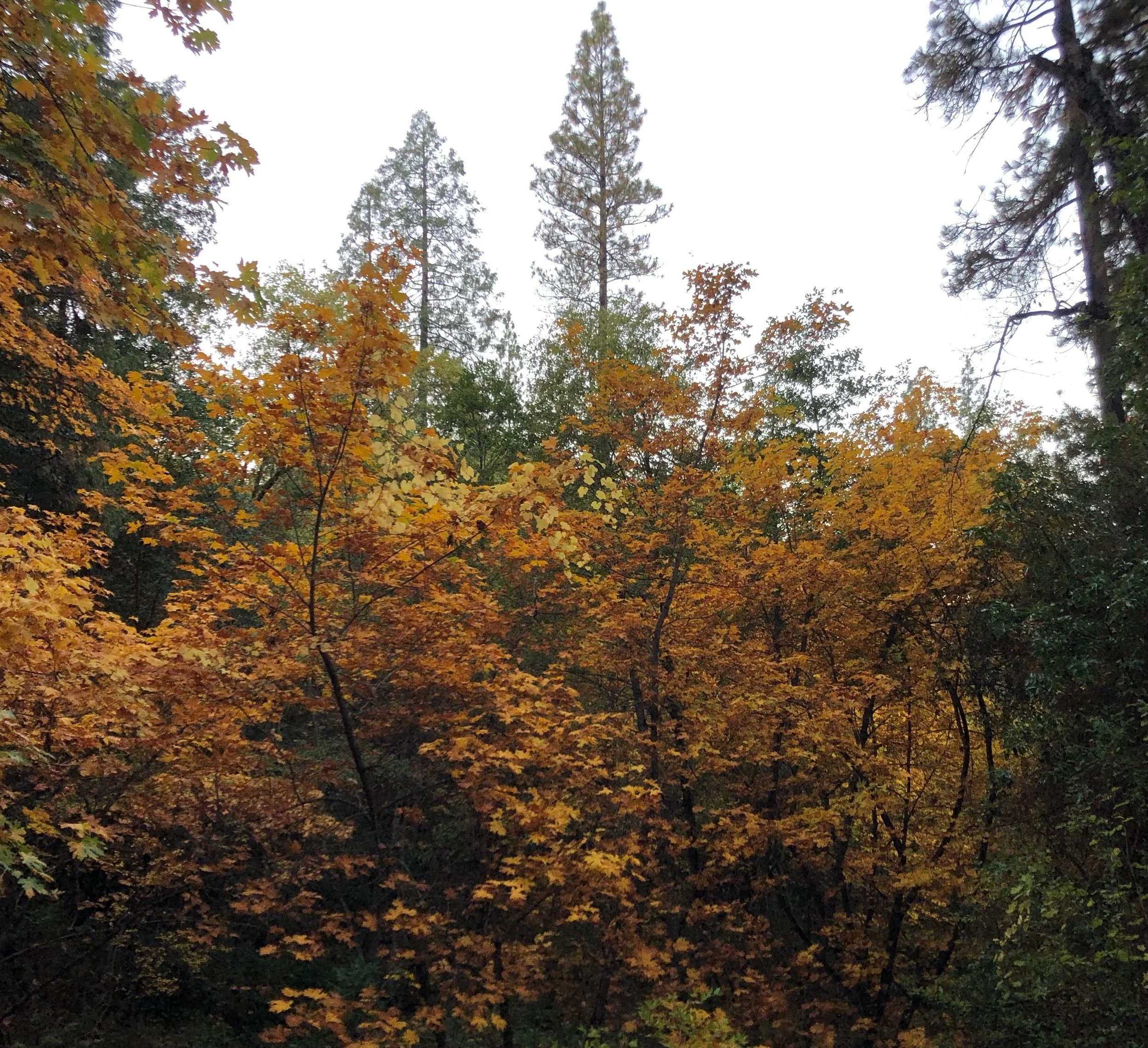 Autumn Transitions: An Acupuncture Offering