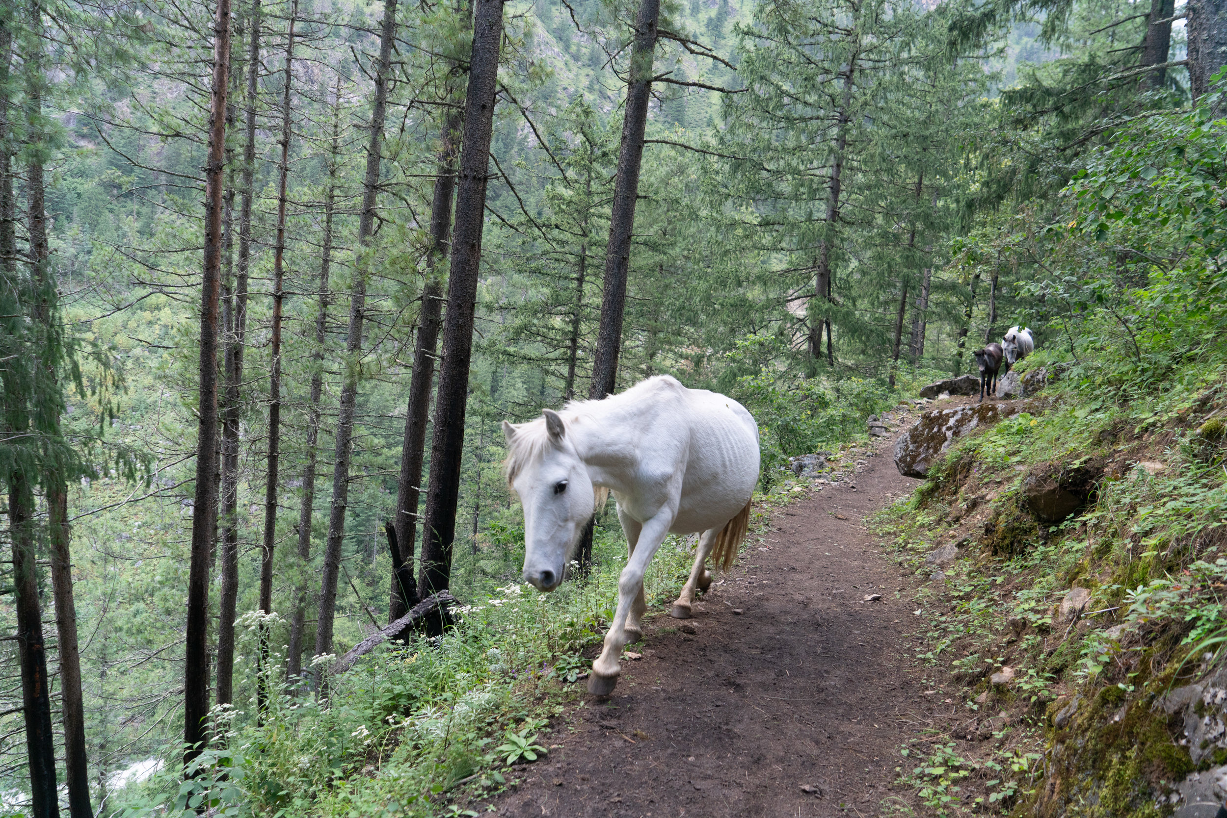 It may look like a wild horse but he belongs to someone. The haorses raom free to graze and come home in the morning.