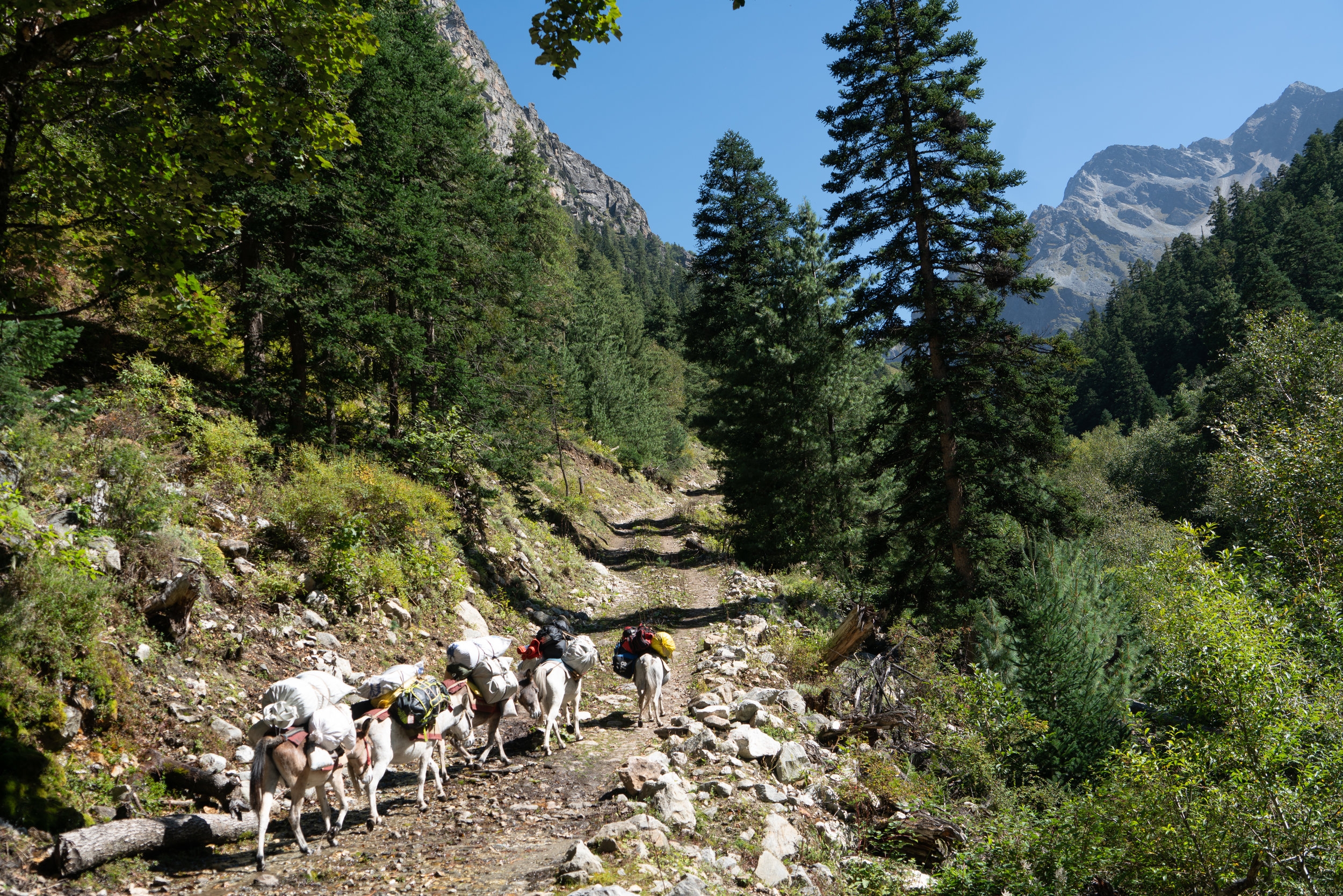 Our pack horses caravan carrying our gear, tents, food and everything else we need for our 5 days on the trail. If it were spring we would need yaks because of the snow