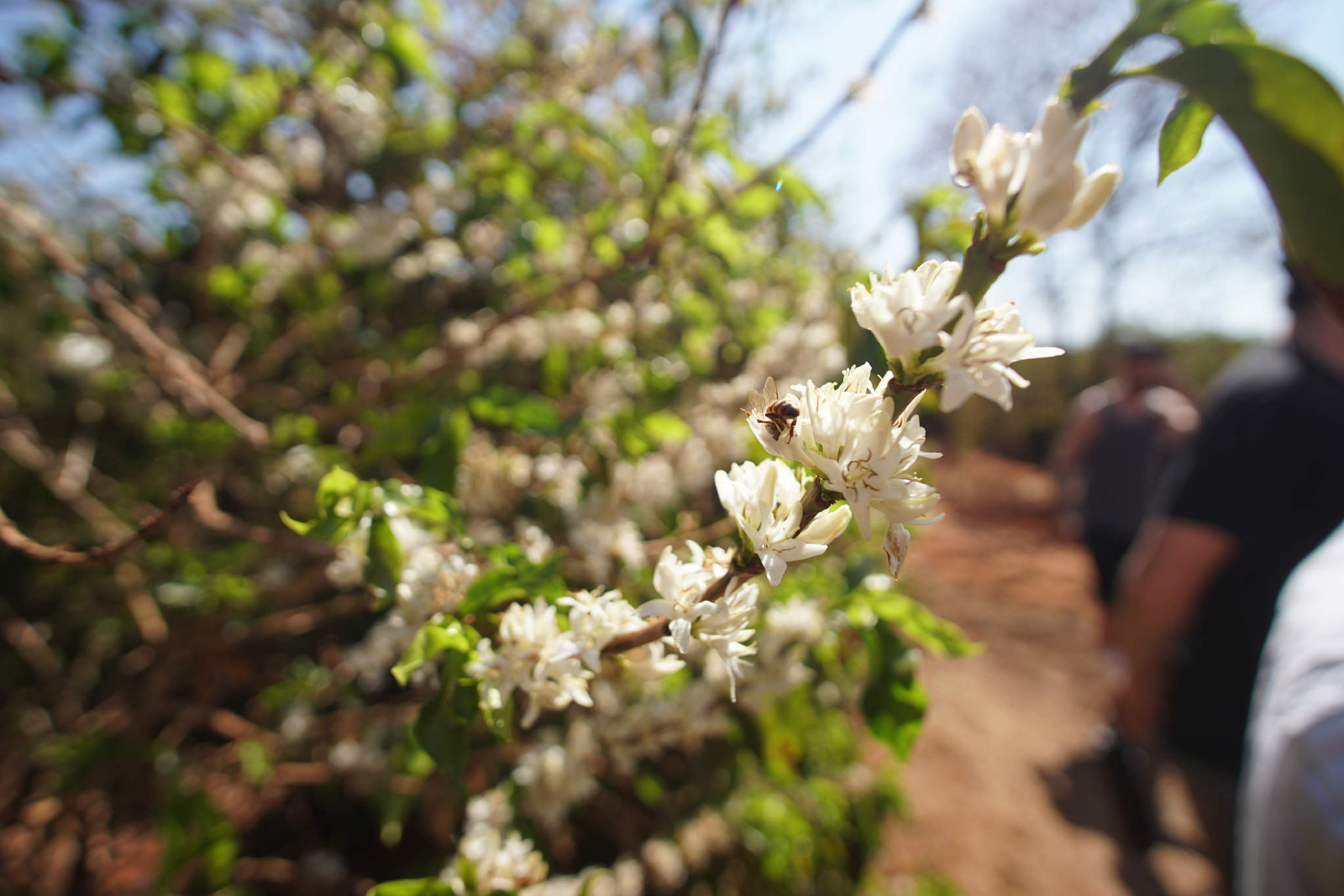 October 1st: International Coffee Day