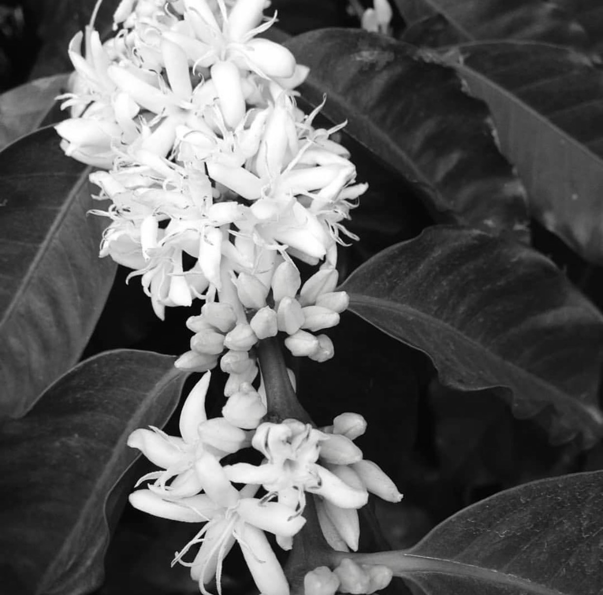 Café é Ponte, é Casa e é Rua