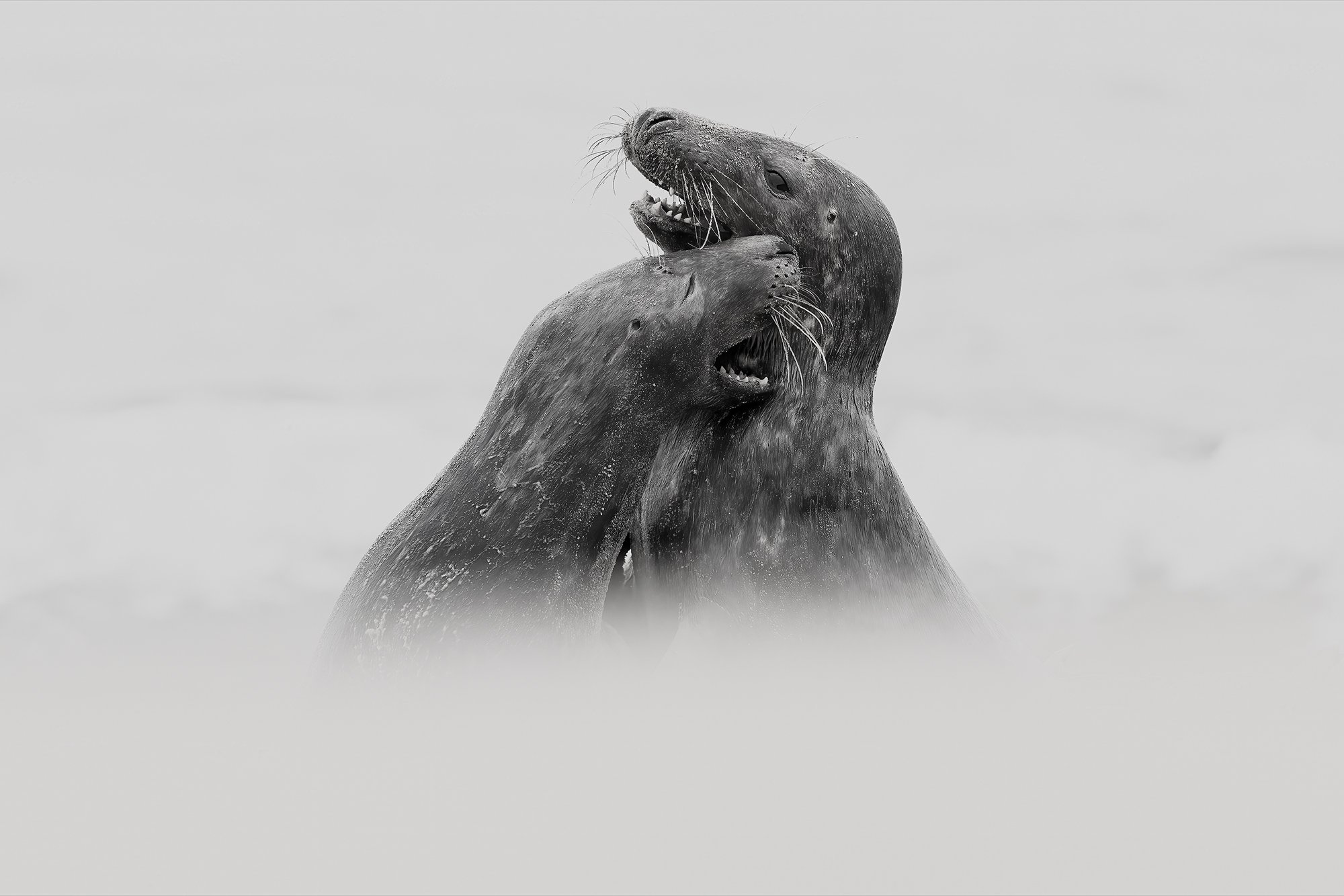 Grey Seal sub adults play fighting in the surf