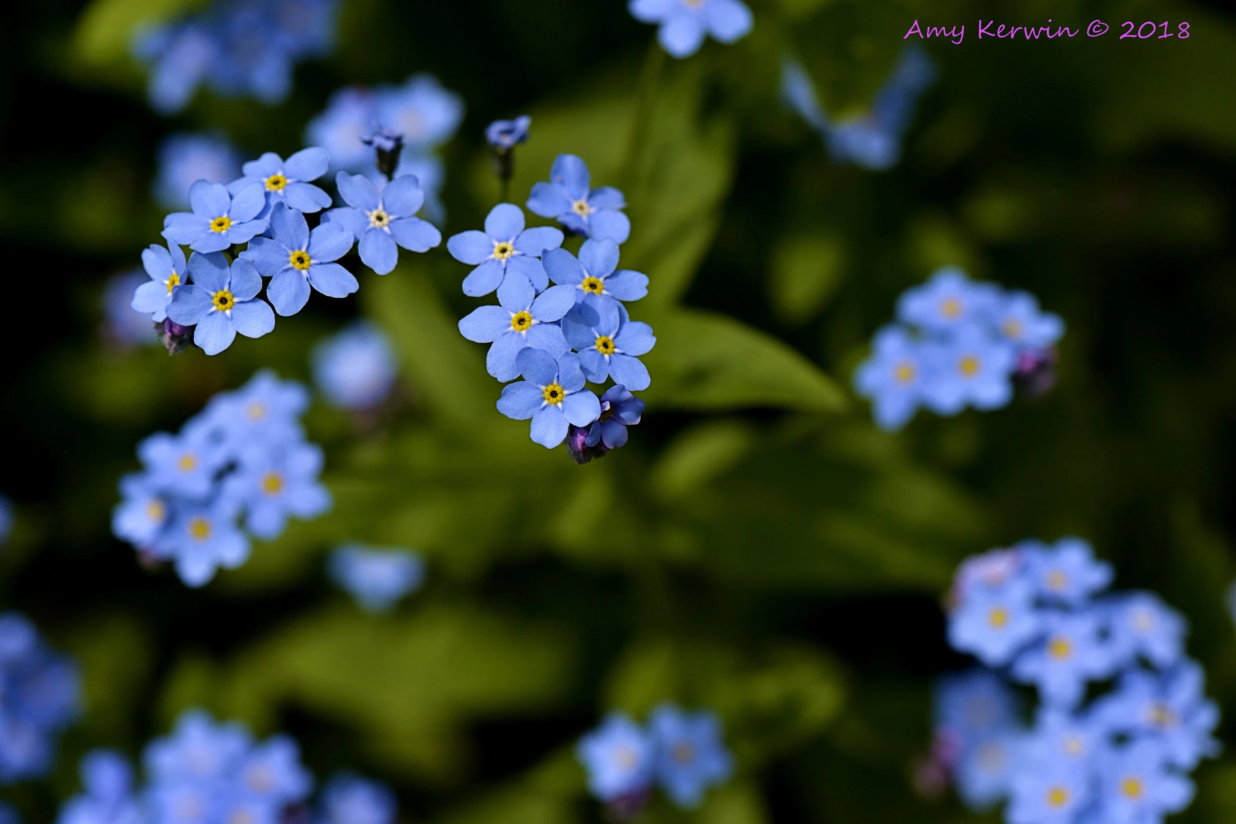 forget-me-nots
