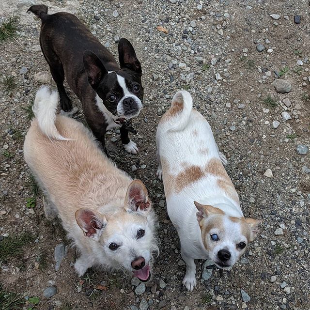The three musketeers all smiles!

Happy they are out with and about with some friends! 
#dogpack #familypack #family #dogwalks #adventures #barchukk9 #dogsofsquamish #threemusketeers