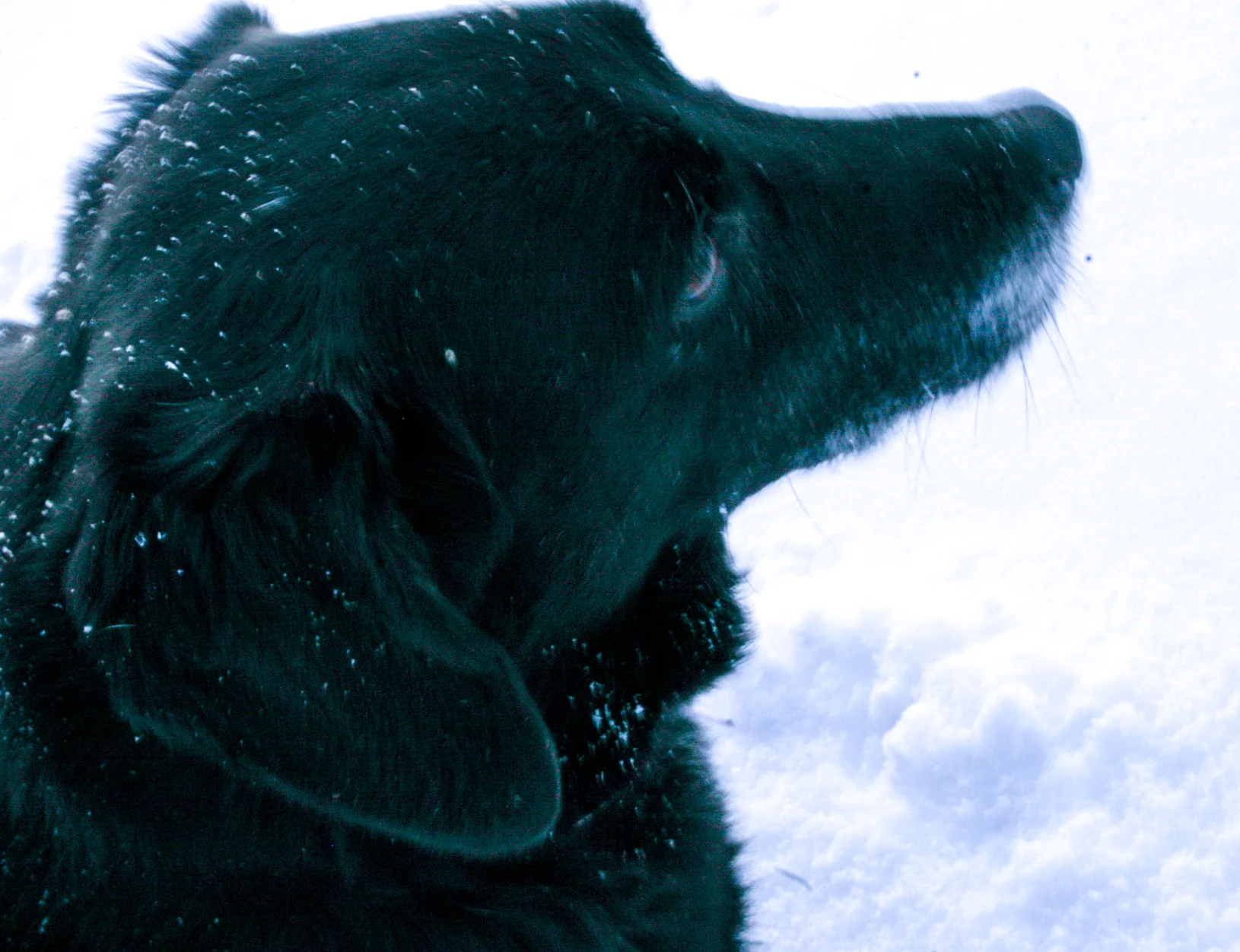  Snowfall on Patches 