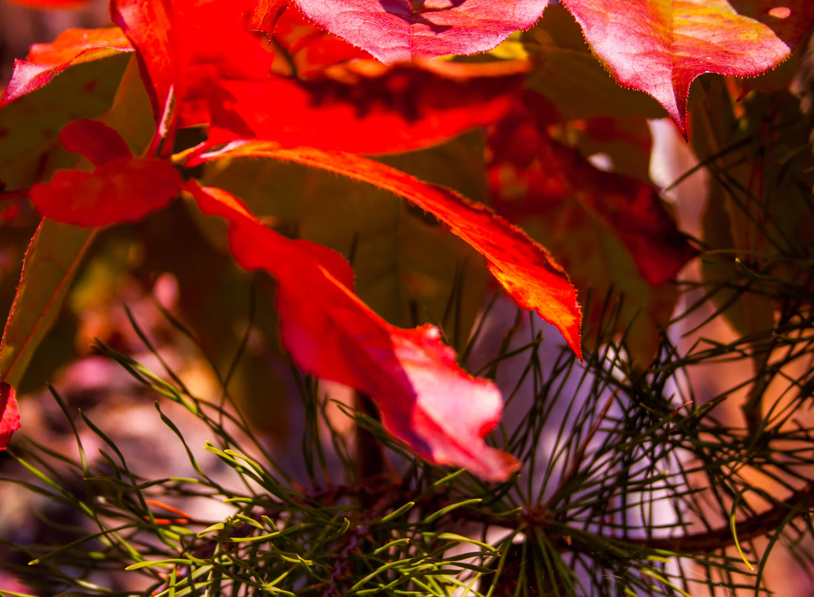  A Red Fall 