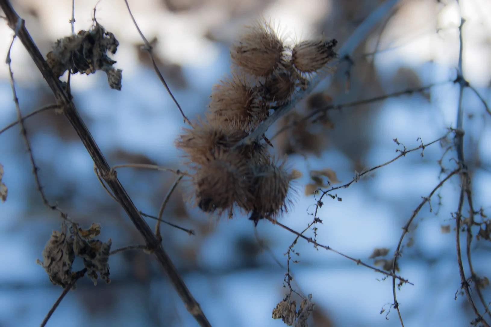  Burdock in the Winter 