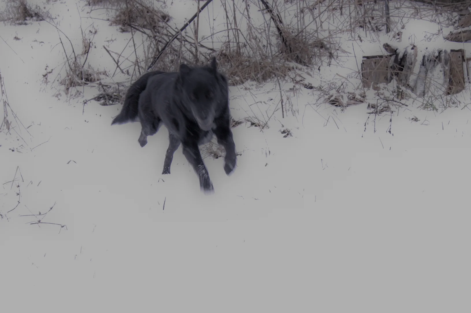  Patches Running in the Snow 