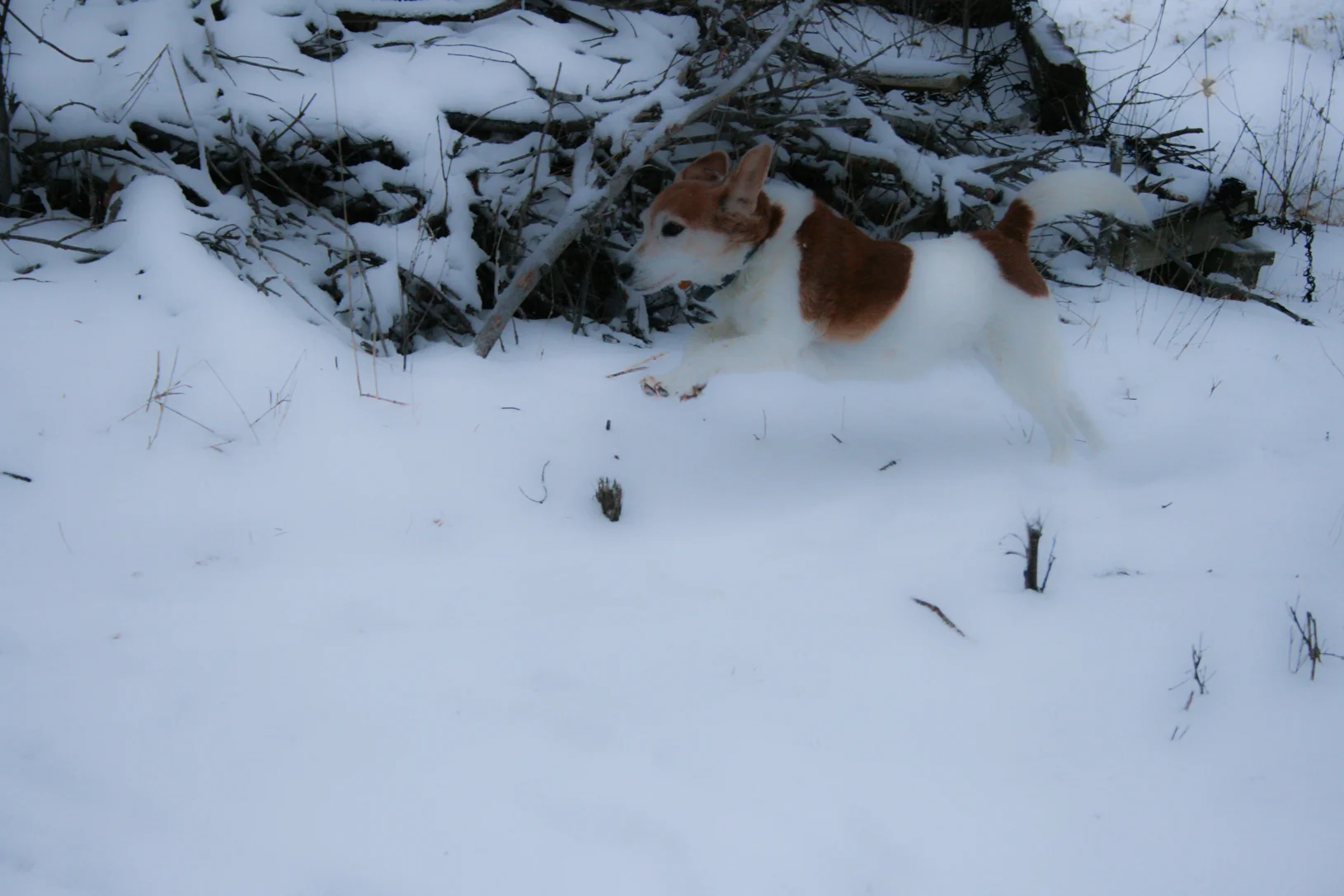  Peanut Butter Running in the Snow 