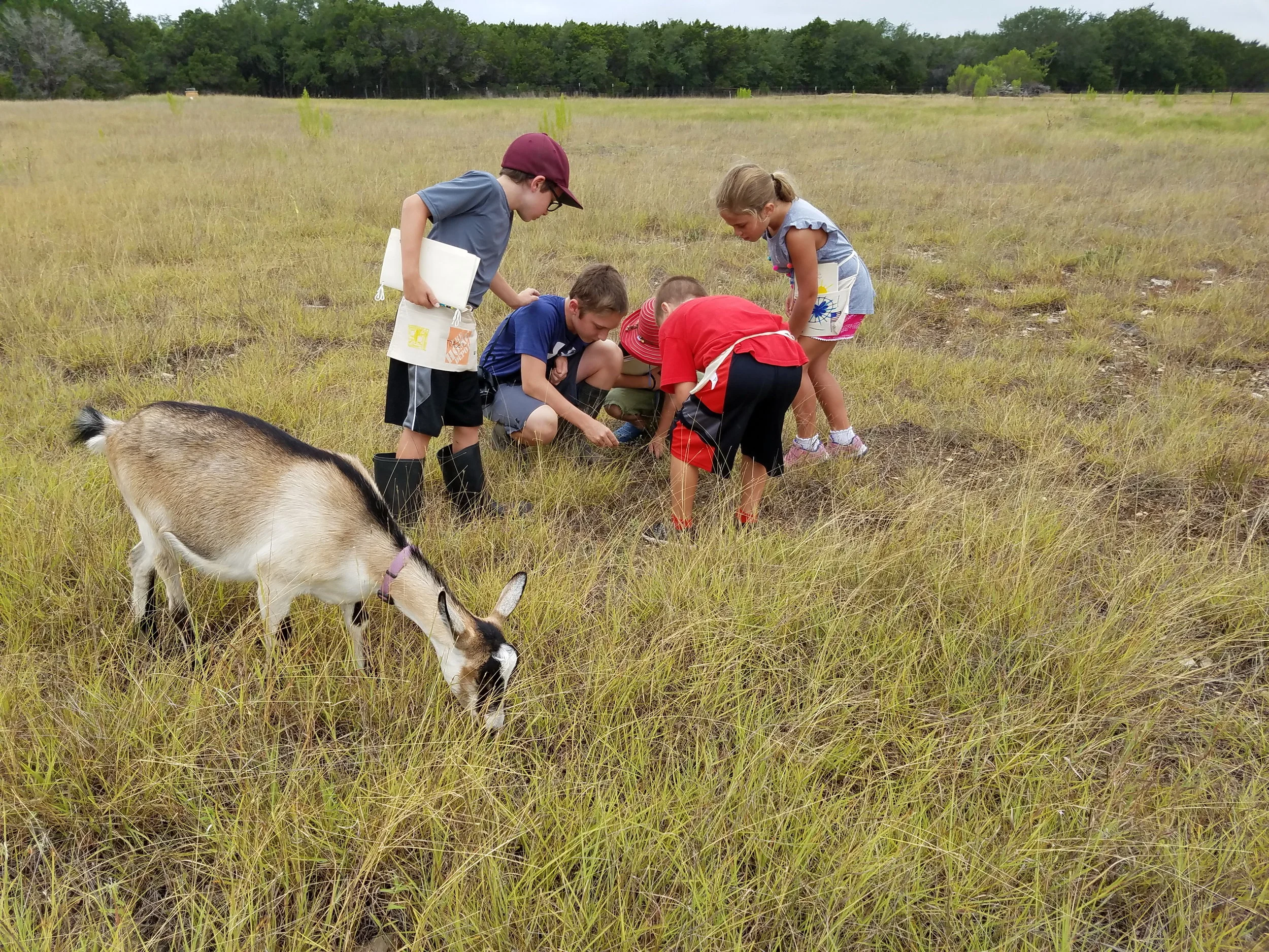 New discoveries by humans and goats. At first glance it just looked like a lot of land with some grass. After practicing awareness, the children learned the importance of looking for the unexpected and unusual to cross their paths. 