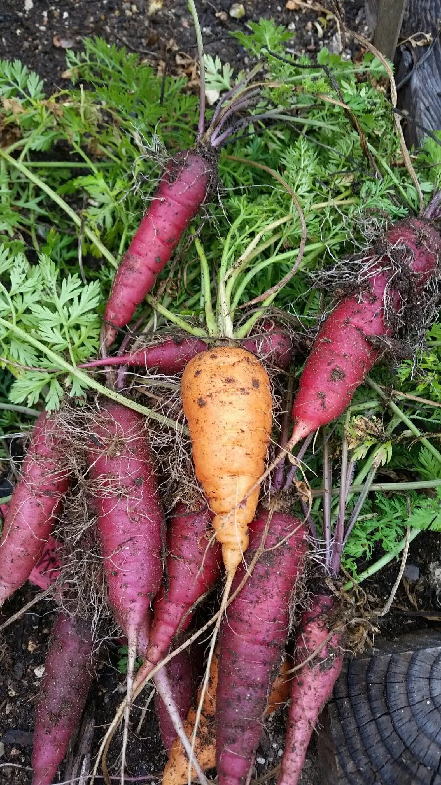 carrots2.jpg