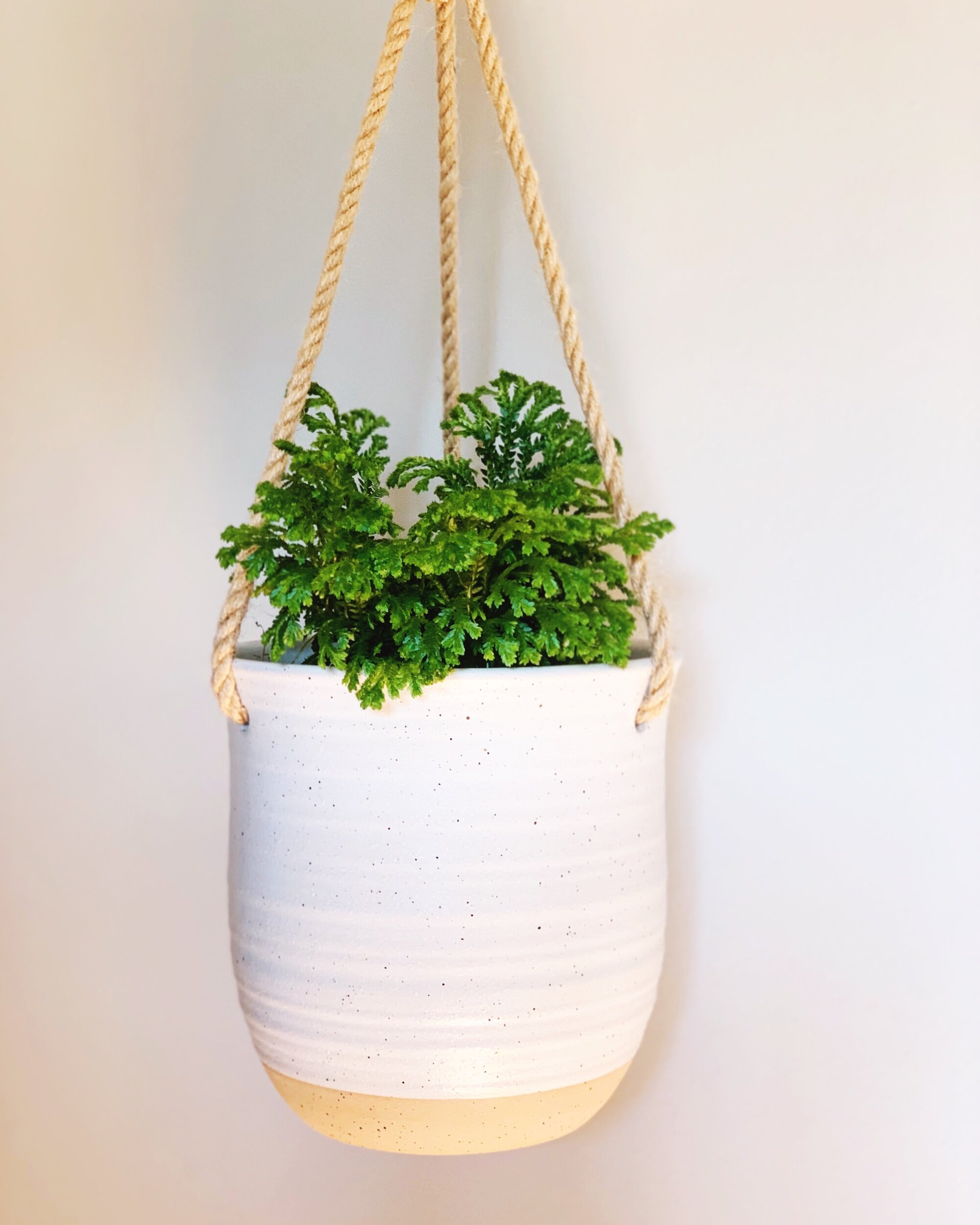 50 Affordable Planters Under $50