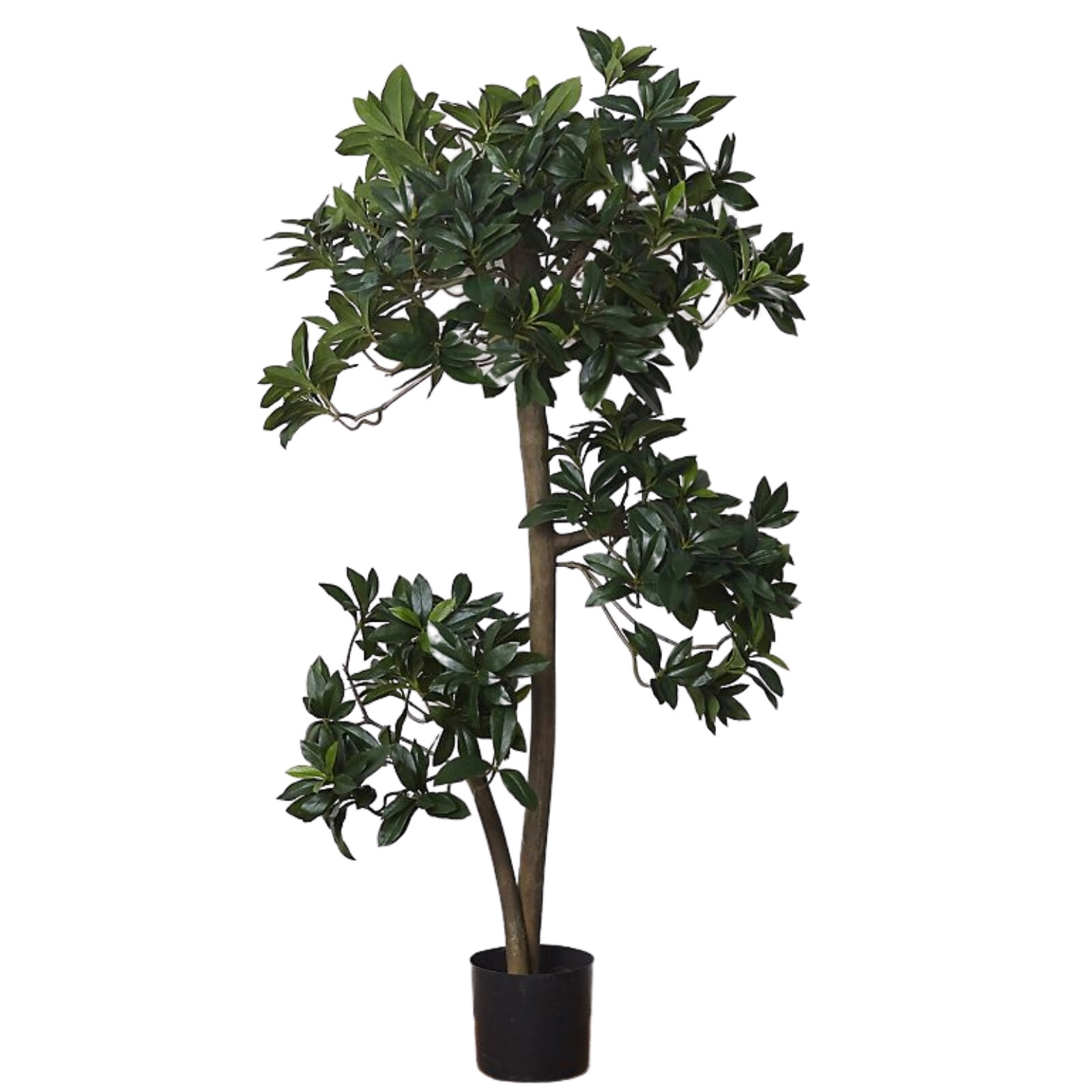 Faux Euonymus Japonicus Tree, Anthropologie, $298