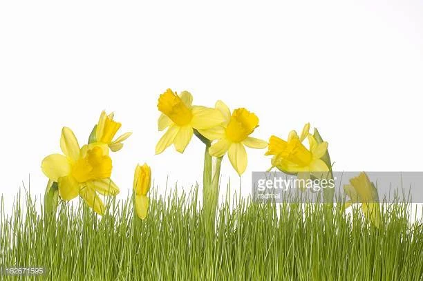 Library Closed - Good Friday