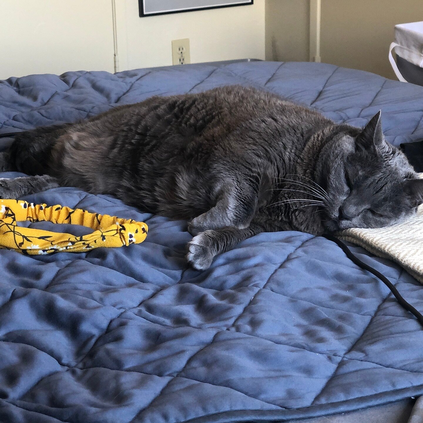 Hi. I recently adopted this big cat... here she is in seal pose⁠
.⁠
#shesluckyshescute #freeloader #chonkycat #greycat
