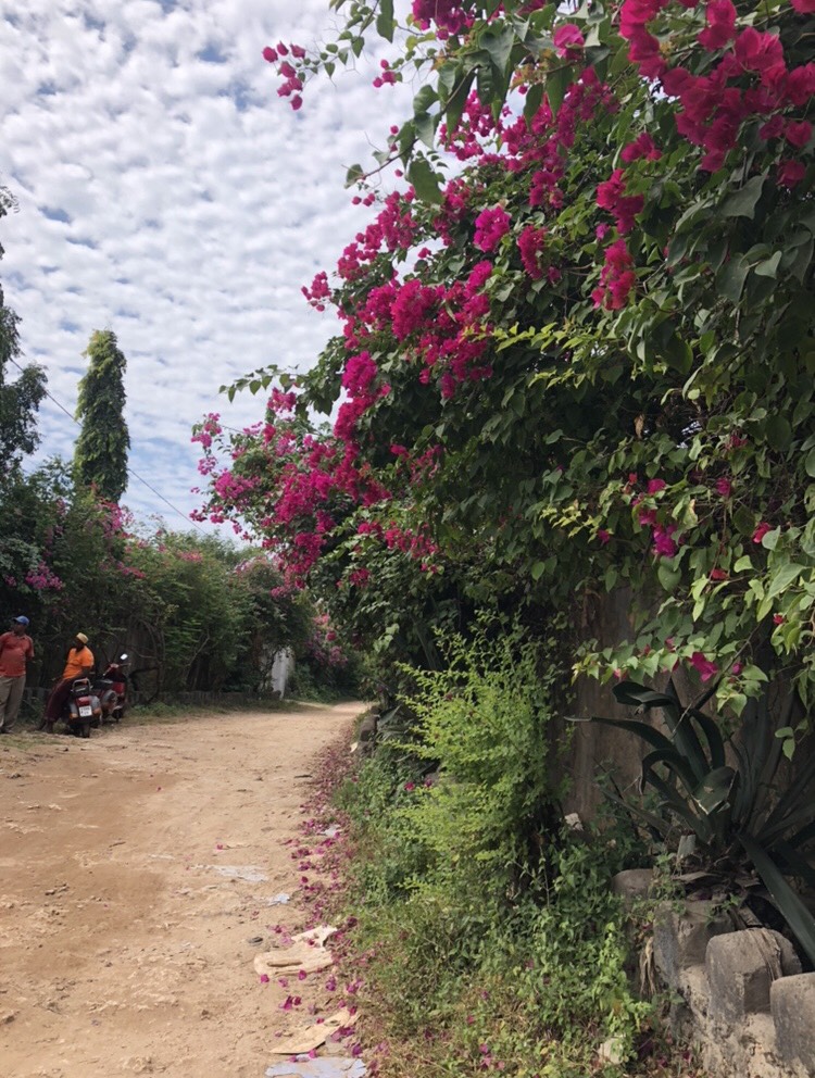 Flowering trees in Zanzibar, Tanzania Photo provided by Stephaney Wilson ‘20