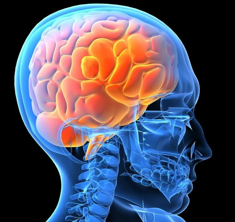 brain.jpg