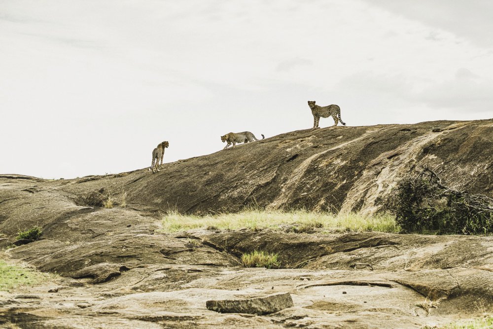 45x30_African Cheeta.jpg